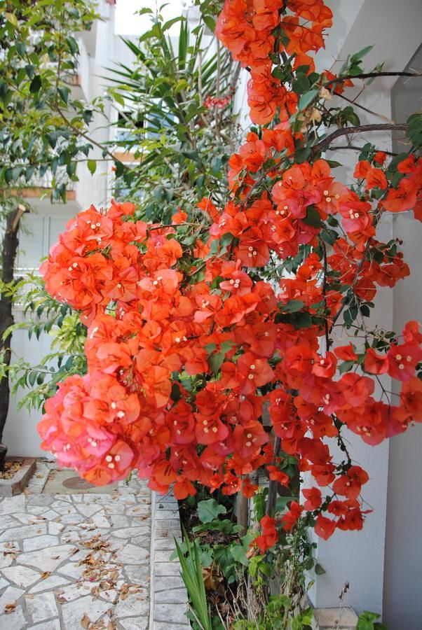 Апартаменты Apartments Villa Kukoljac Херцег-Нови-7