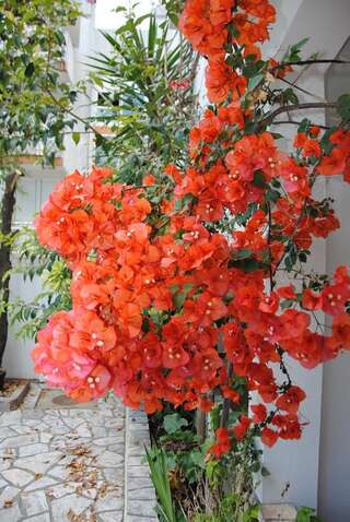 Апартаменты Apartments Villa Kukoljac Херцег-Нови Апартаменты для 2-4 человек-1